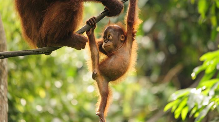 Malaysia, Borneo Jungle, Orangutangunge legende i træ