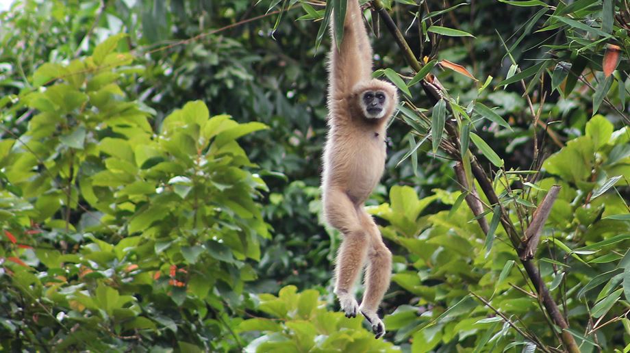 Thailand, Khao Sok, Elephant Hills, Gibbon Monkey
