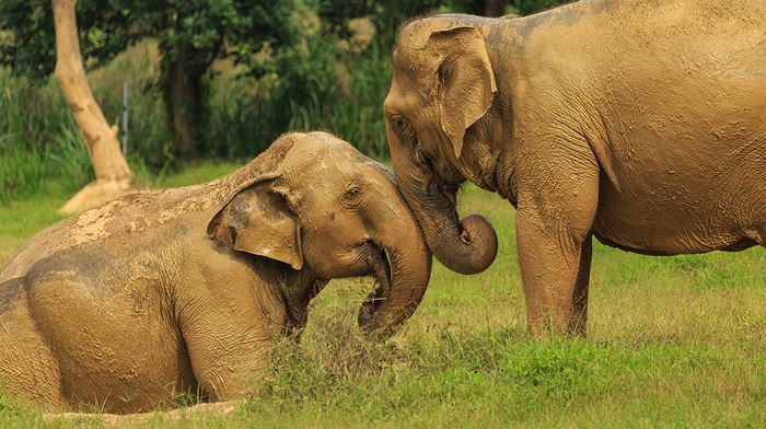 Thailand, Khao Sok, Elephant Hills, Luxury Tented Camp Elephants 