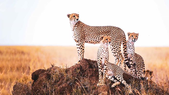 Rejser til Tanzania geparder på savannen