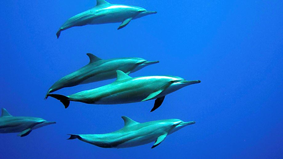 Delfiner ved Gili Lankanfushi