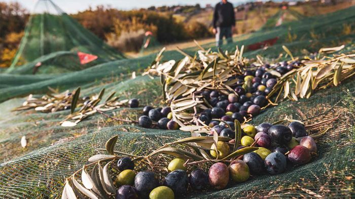 Italien En Klase Oliven i Net Olivenhøst, Oliven