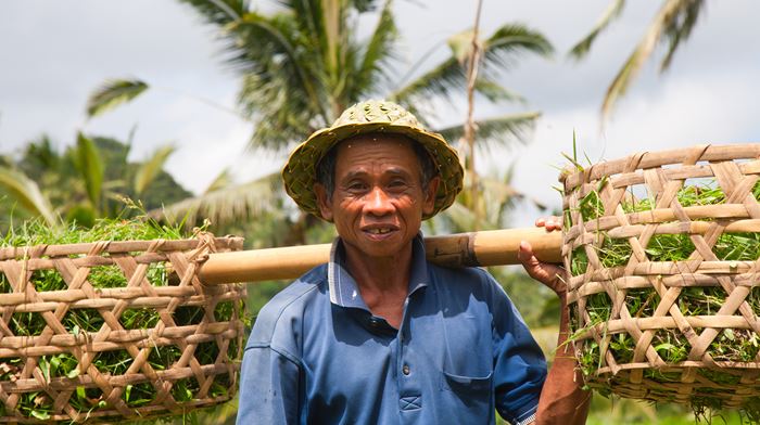 Indonesien Bali Ubud Essensen Af Ubud, Lokal Bærer På Afgrøder