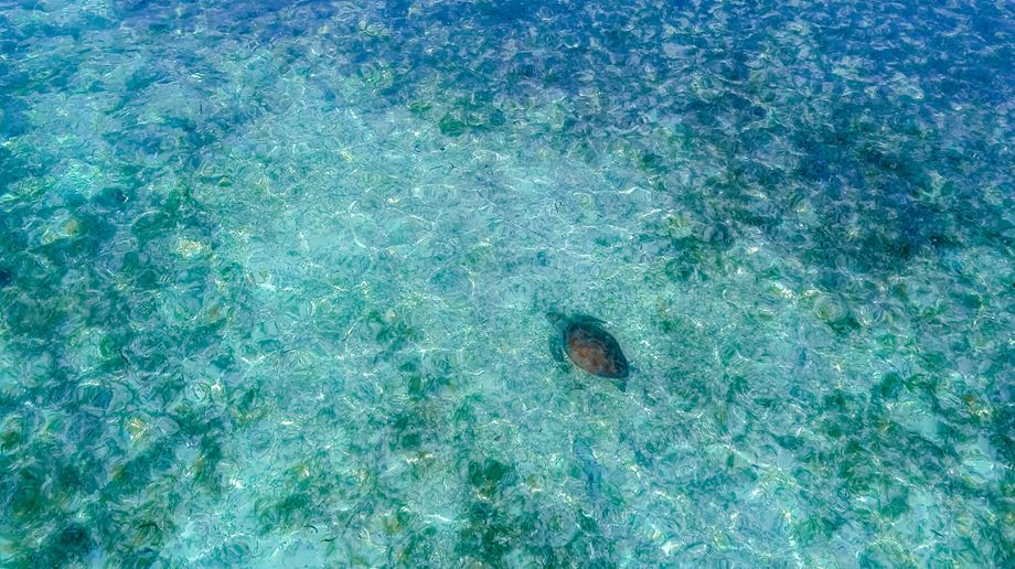 Skildpadde besøger The Residence Maldives at Dhigurah 