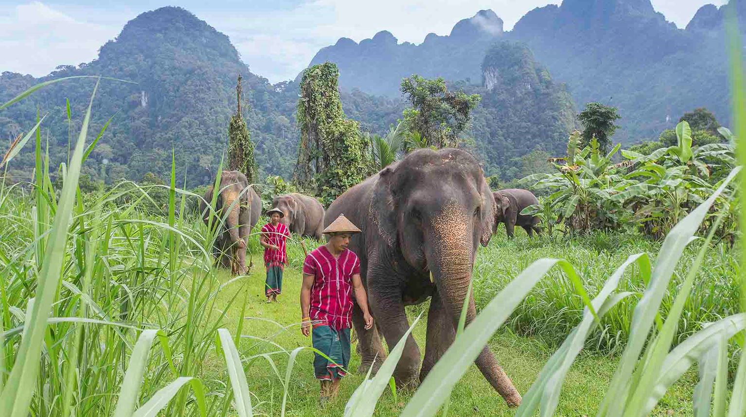 Elefant mahout