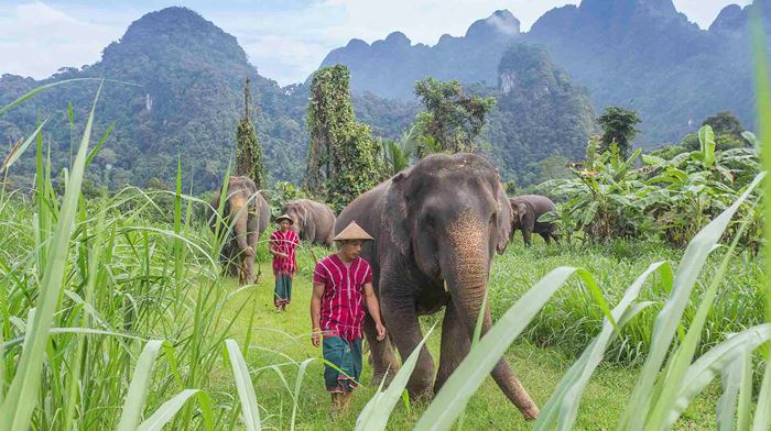 Thailand, Khao Sok, Elephant Hills, Elephant Mahout
