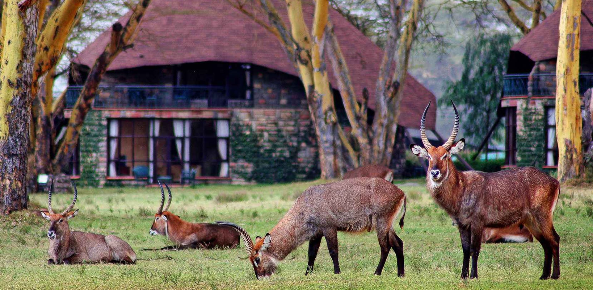Kenya Lake Naivasha Sopa Lodge Visitors