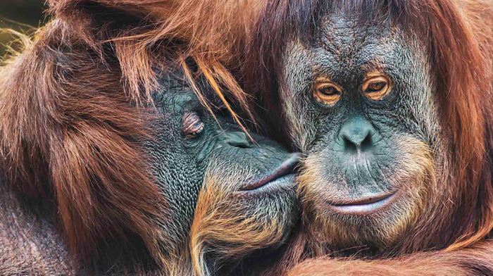 Malaysia, Borneo, Kyssende Orangutanger