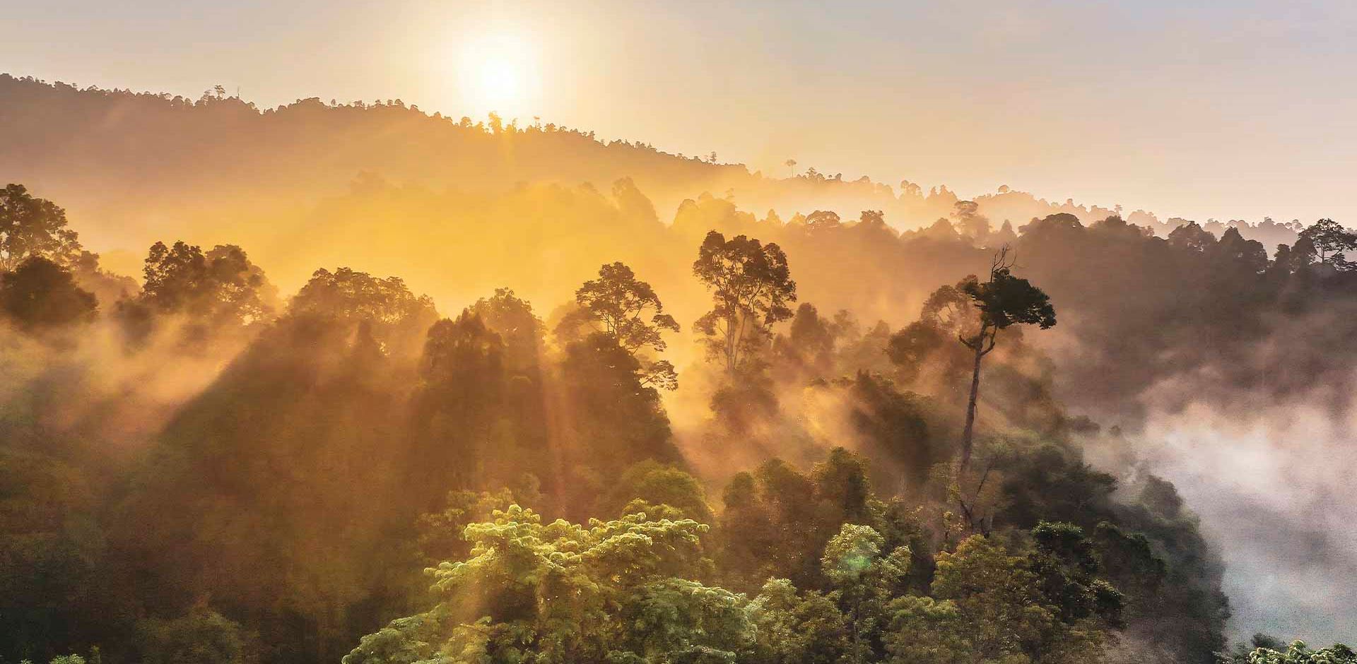 Borneo, Solopgang over regnskoven