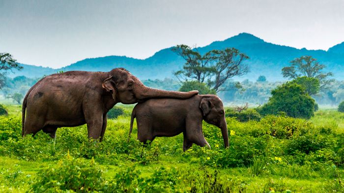 Sri Lanka Minneriyas National Park Elefanter