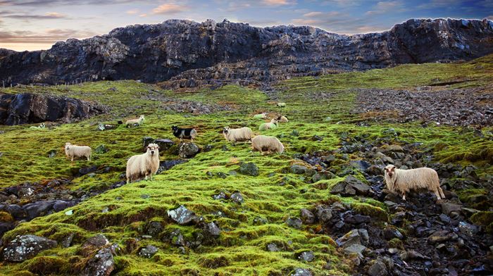 Færøerne, Natur, Får, Sten, Klipper