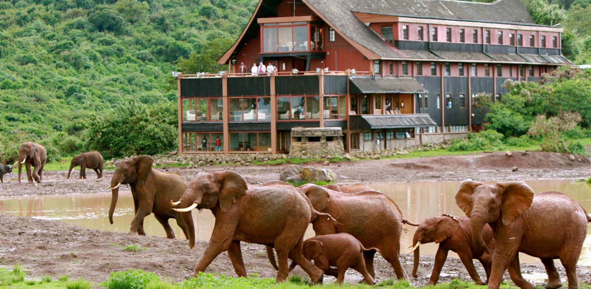 Kenya Aberdare The Ark Elephants In Front