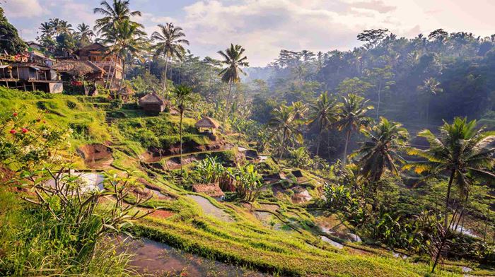 Indonesien Bali, Udflugter Essensen Af Munduk, Rismarker