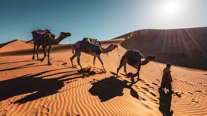 Kameler i ørken