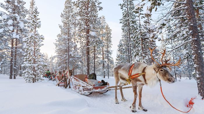 Finland Lapland Rensdyr Slædetur