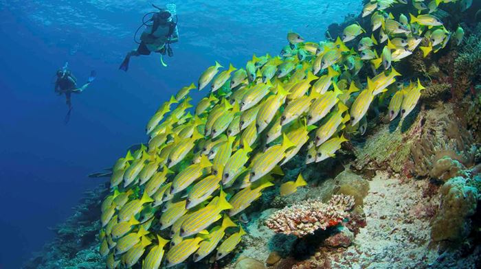Rejser til Maldiverne, Six Senses Laamu, Dykning ved koralrevet 