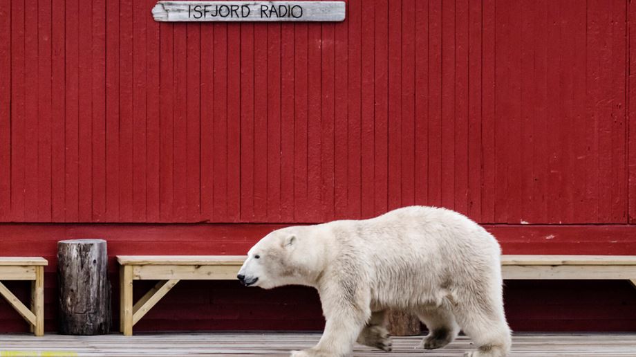 isbjørn på isfjord radio