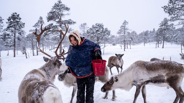 Norge Malangen Resort Reindeer