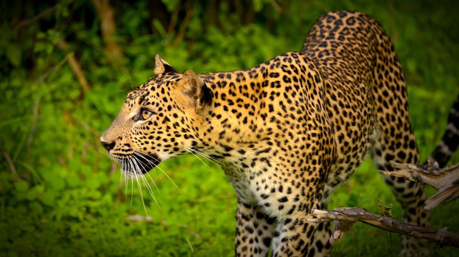 Sri Lanka Yala Flameback Eco Odge Safari Leopard