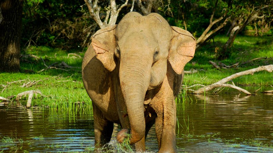 Sri Lanka Yala Flameback Eco Lodge Elefant