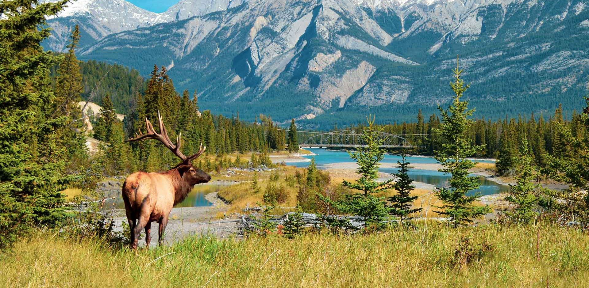 Canada Alberta Jasper Nationalpark Landskab Rensdyr, Natur, Bjerge, Skov 