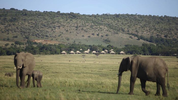 Kenya Masai Mara And Beyond Kichwa Tembo Tented Camp Elephants And Camp - 3 elefanter passerer forbi