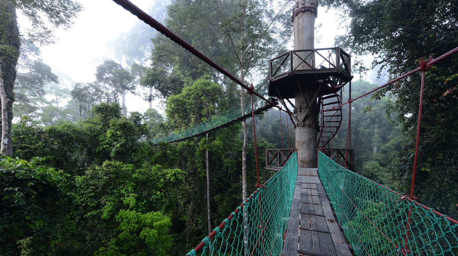 Malaysia, Borneo, Danum Valley Canopy Walkway Tower