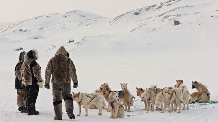 rejser til Grønland, hundeslæde, slædehunde, slædetur, Ilulissat