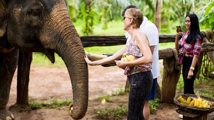 Thailand, Khao Sok, Elephant Hills, Feeding Elephants 