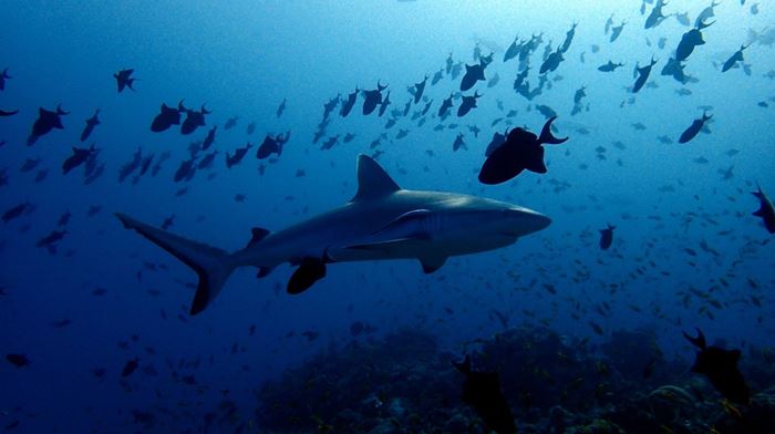 Rejser til Maldiverne, Meeru Island Resort & Spa, dykning med hajer