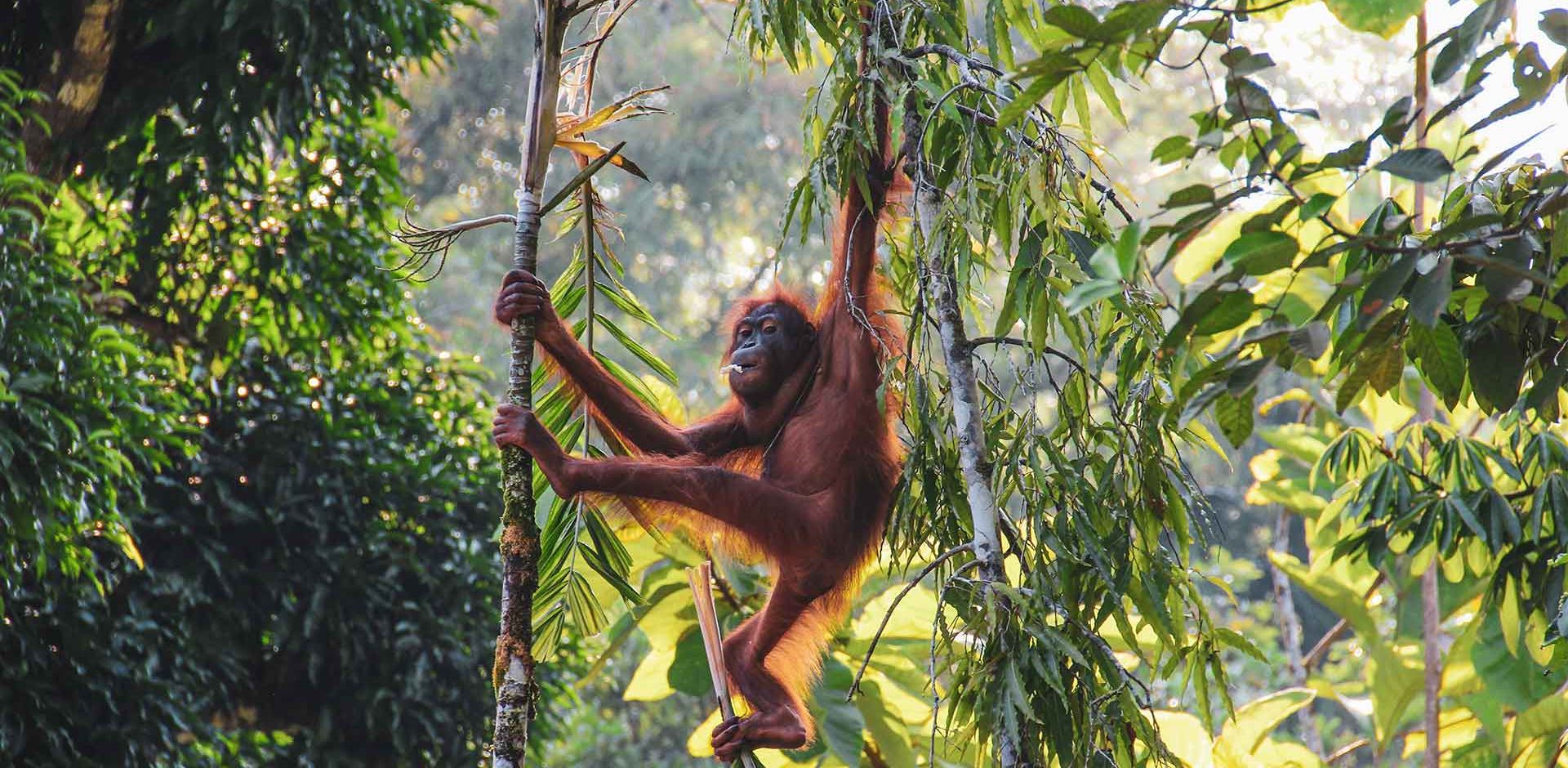 Indonesien, Sumatra Orangutang, Regnskov, Træ