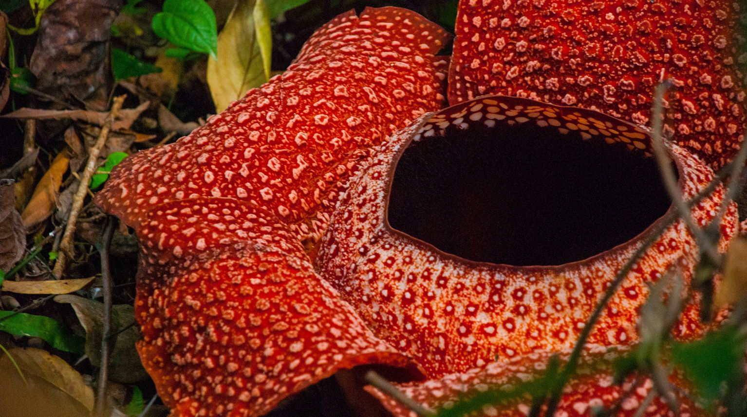 Malaysia, Borneo, Rafflesia Blomst 