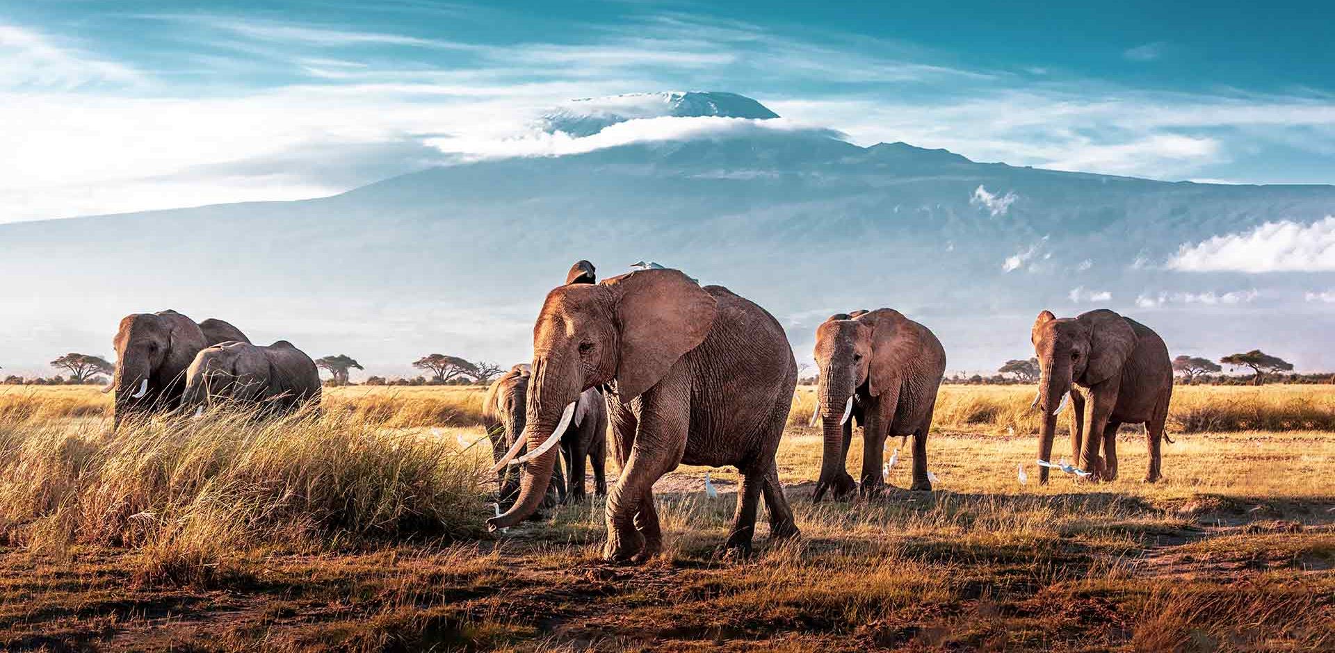 Kenya Amboseli Kilimanjaro Bjerg Elefanter Gaar I Flok Paa Savannen
