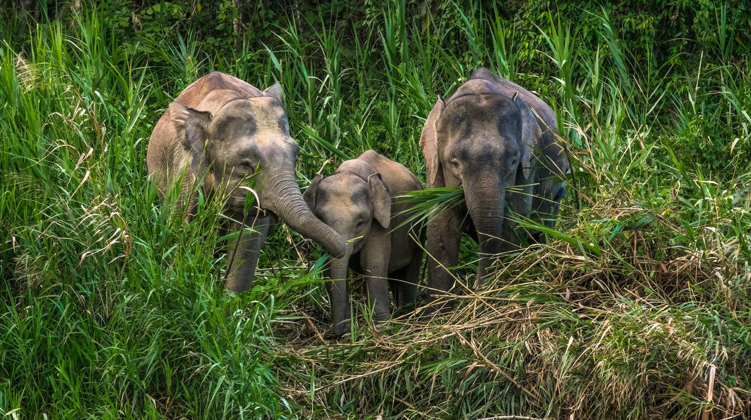 Malaysia, Borneo, spisende pygmæ elefanter