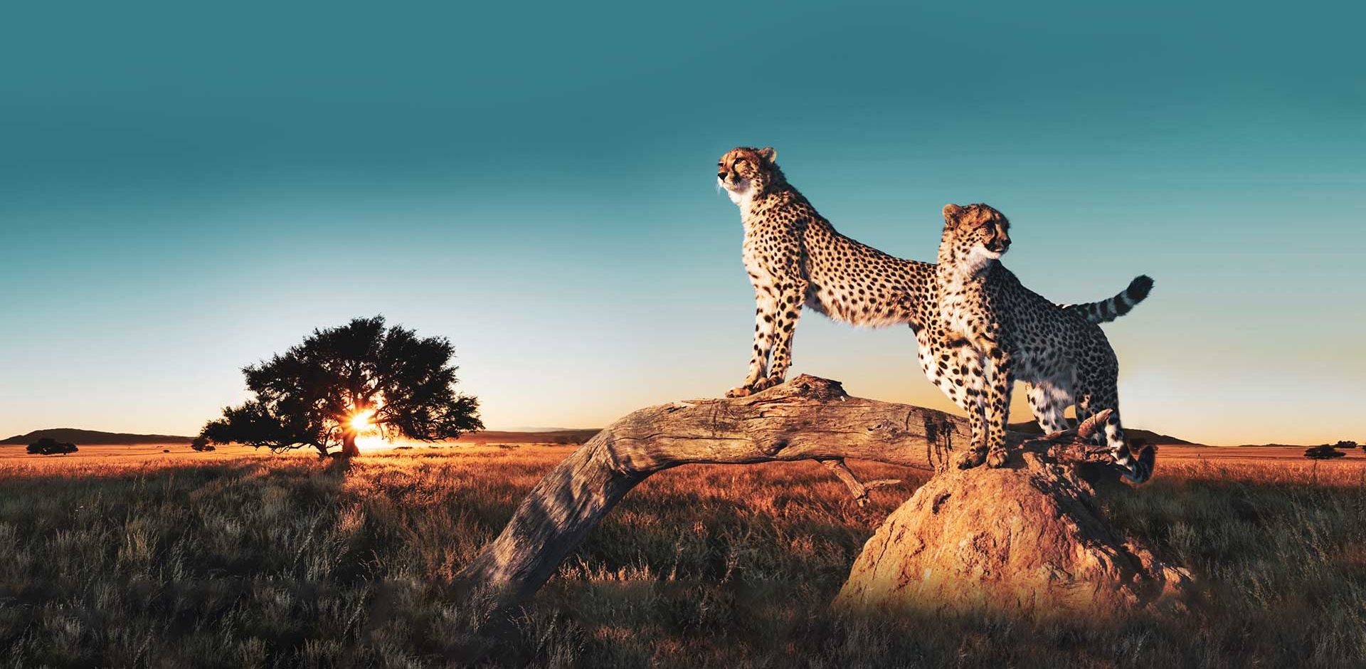 Kenya To Geparder Staar Paa Savannen Solnedgang