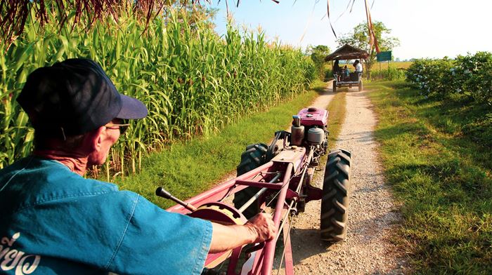 Landmand køre langs majsmark på sin traktor