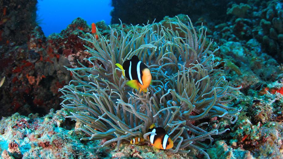 Rejser til Maldiverne, Conrad Maldives Rangali Island, fisk koral