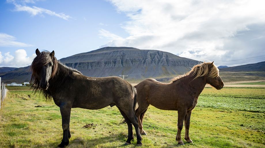 Island Deplar Farm Horses