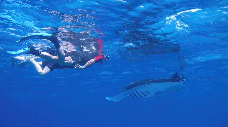Rejser til Maldiverne, Kudafushi Resort & Spa, manta snorkeling