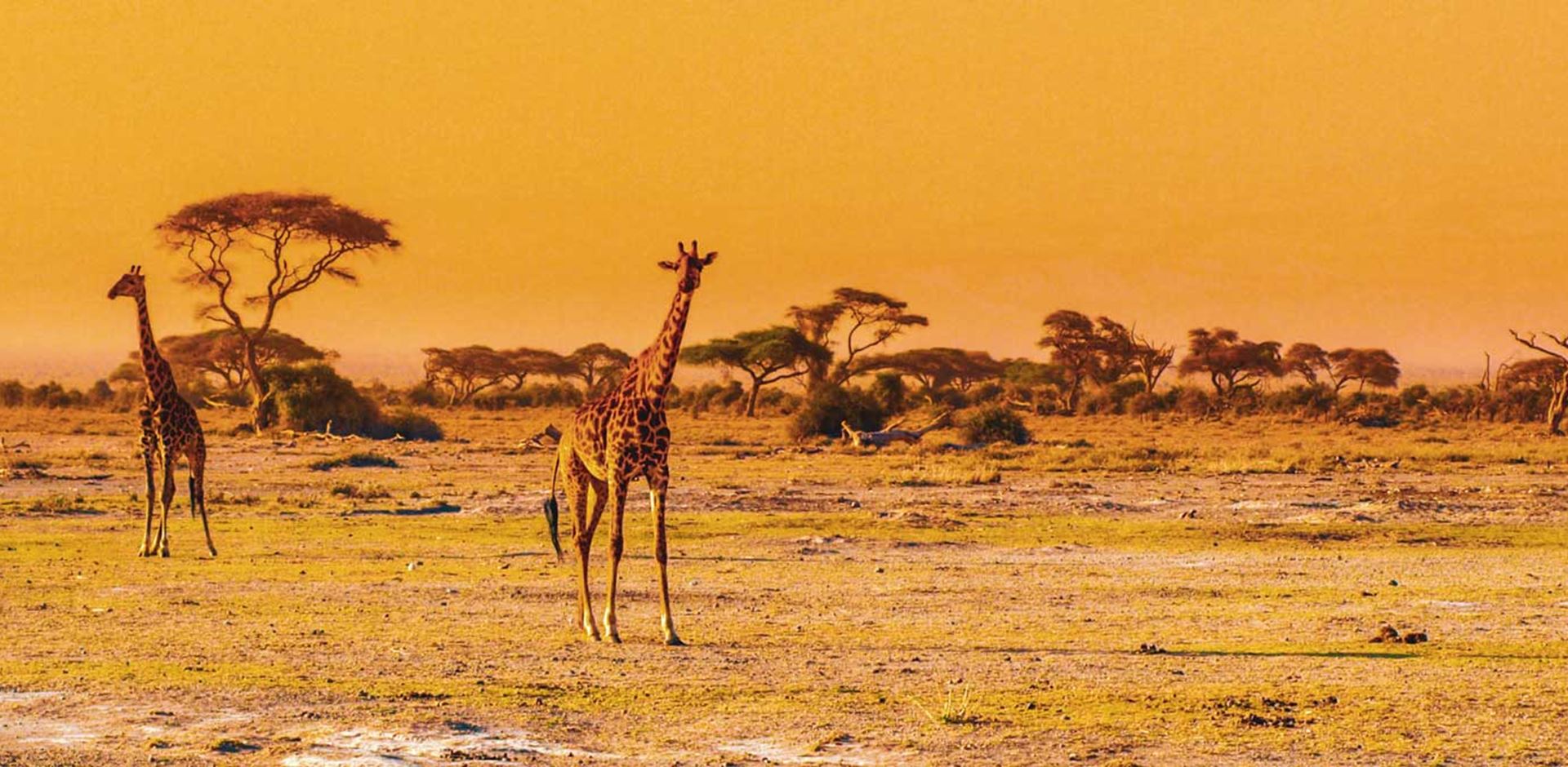 Giraffer Paa Savanne