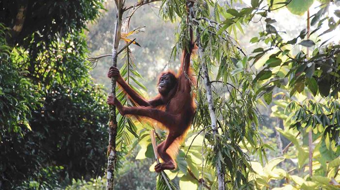 Borneo jungle orangutan