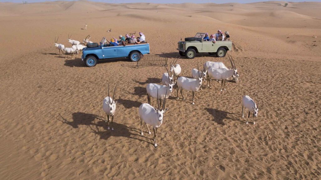 Dubai Ørken Land Rovers Oryx Flok, Dyr