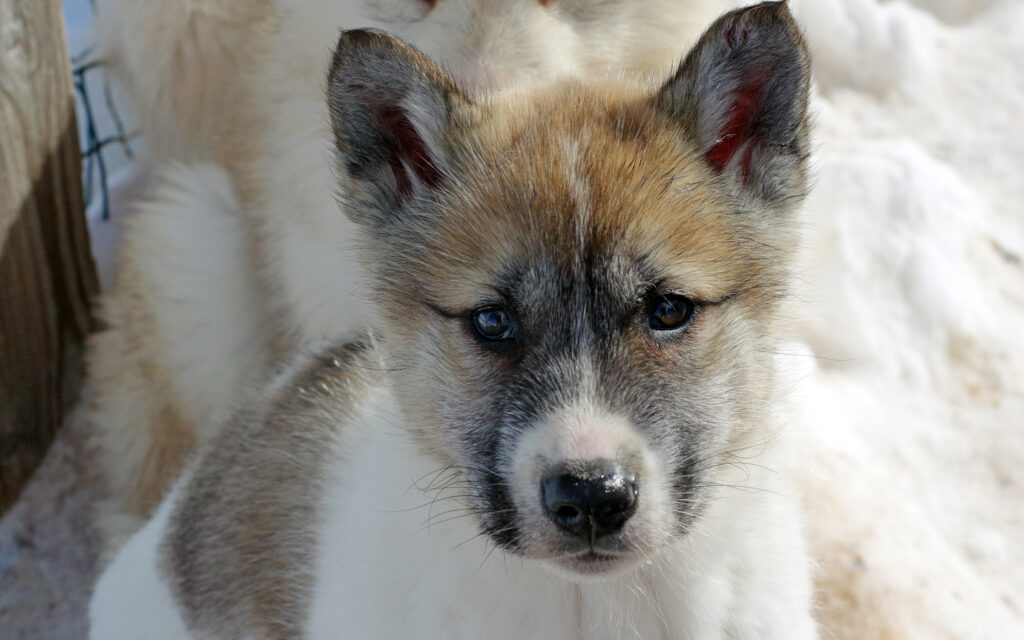 Grønland sisimiut slaedehund hundehvalp photo reinhard pantke greenland scaled