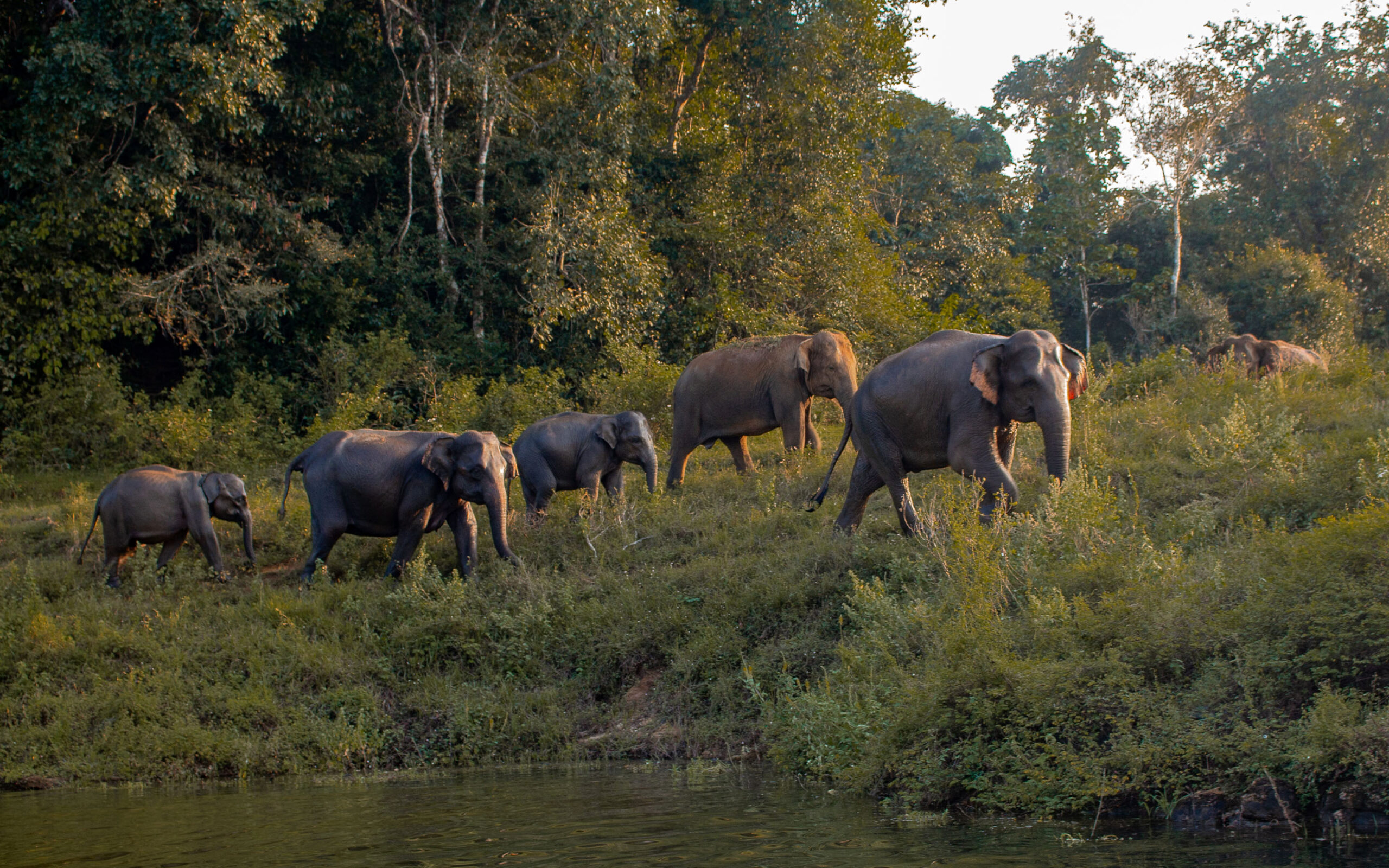 Sri Lanka Wild Glamping Gal Oya Iginiyagala Baad Safari
