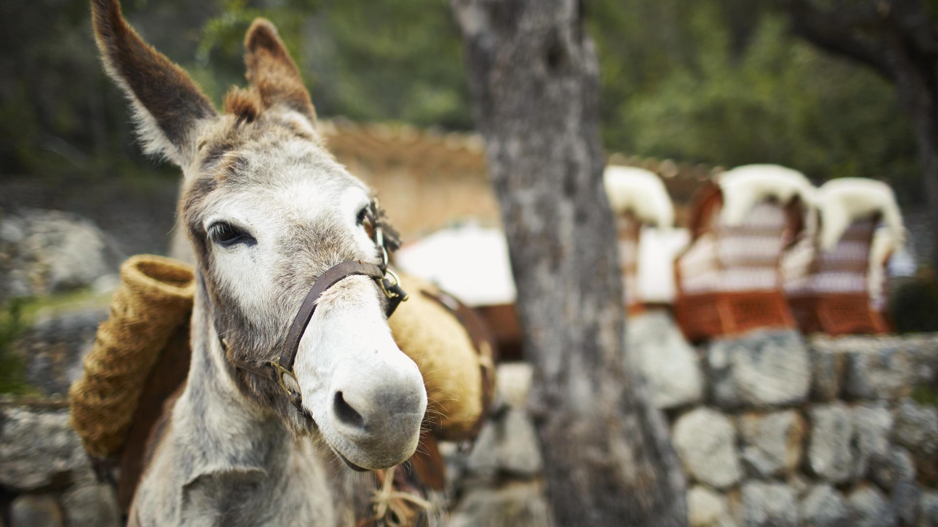 Spanien Mallorca Belmond La Residencia Animal