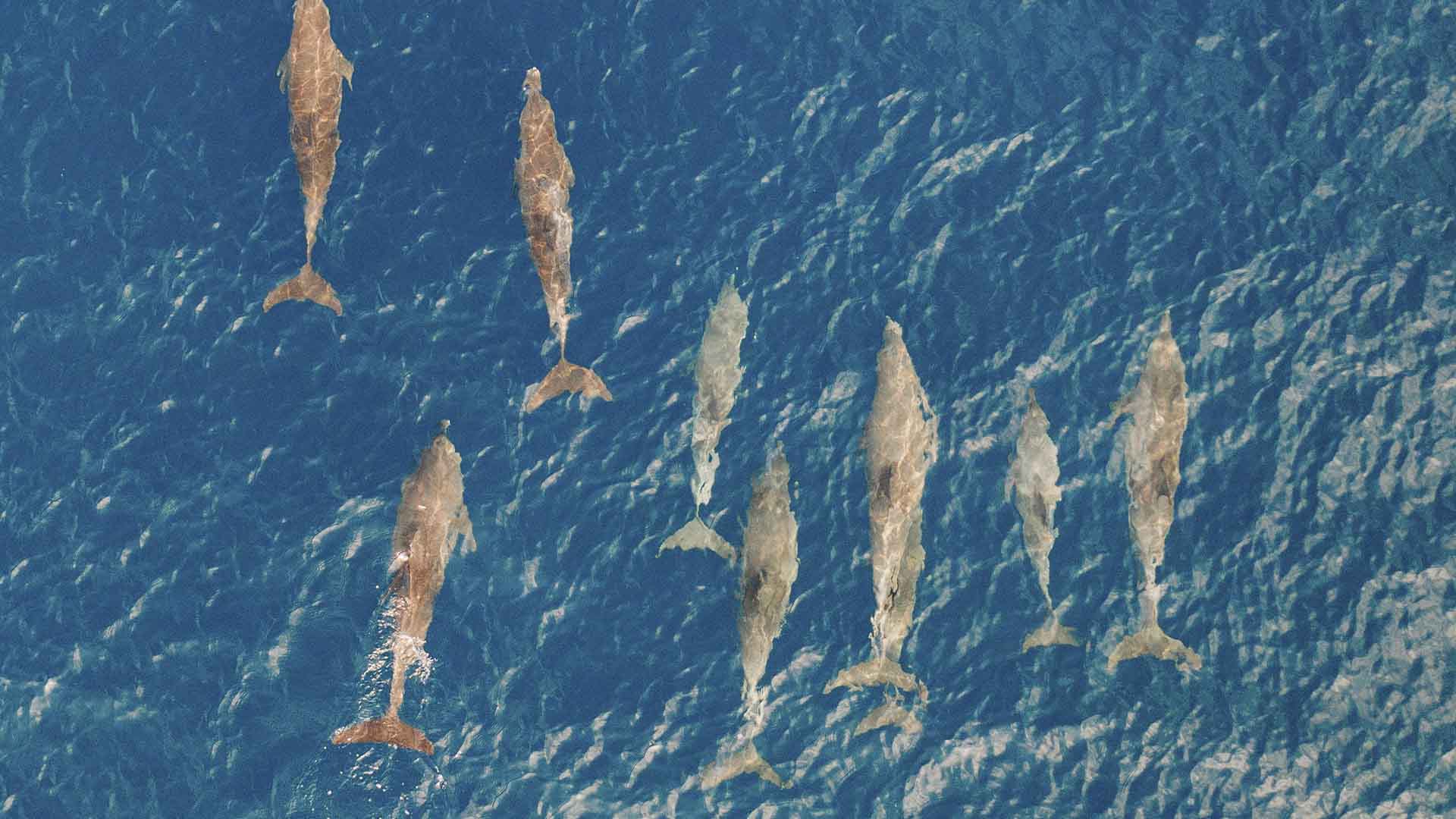 Maldiverne Soneva Fushi Delfiner