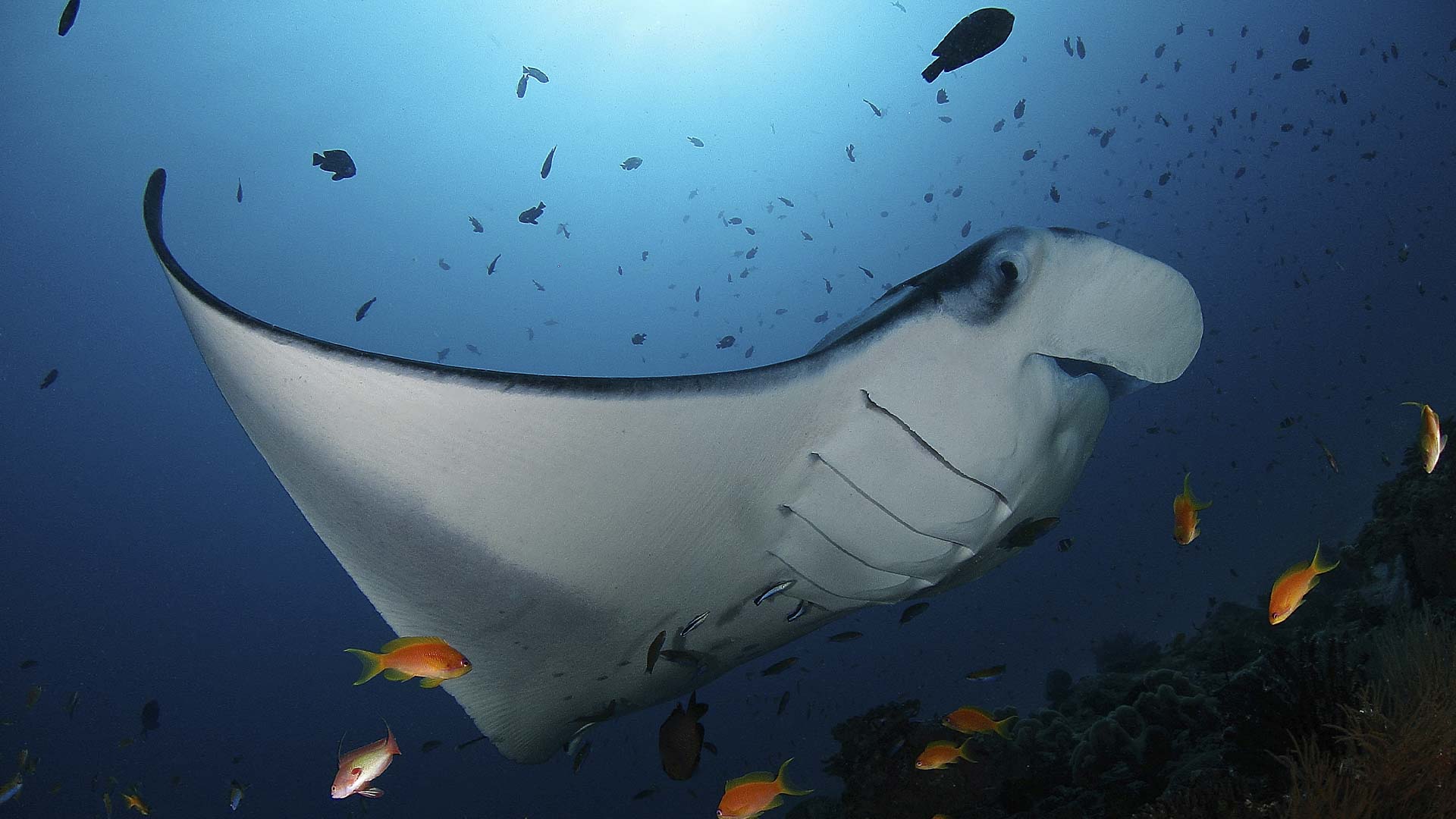 Maldiverne Soneva Fushi Sandbank Manta