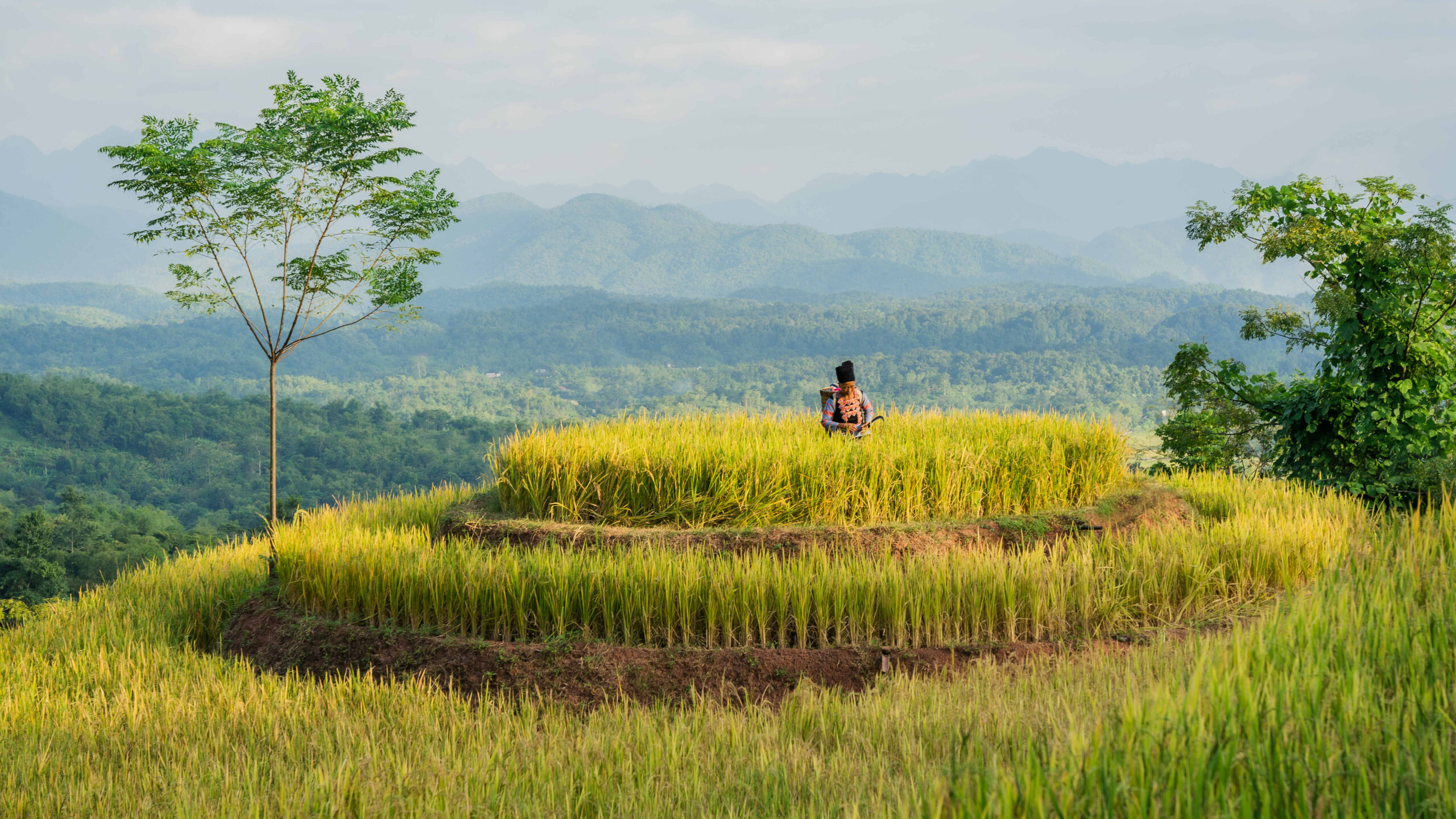 Vietnam Mai Chau Avana Retreat Rismarker