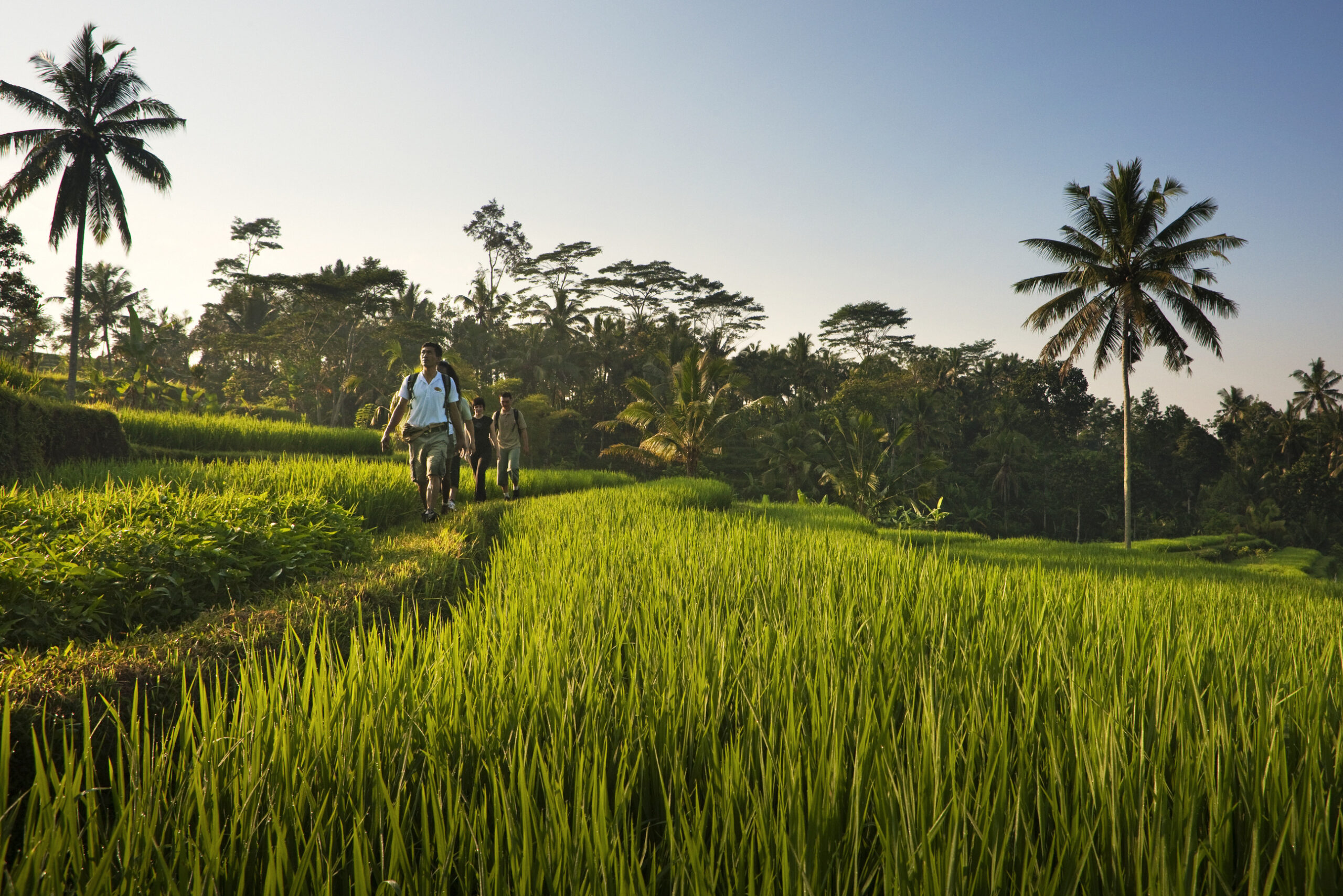 indonesien-bali-ubud-como-shambhala-estate-Tur i Rismarker