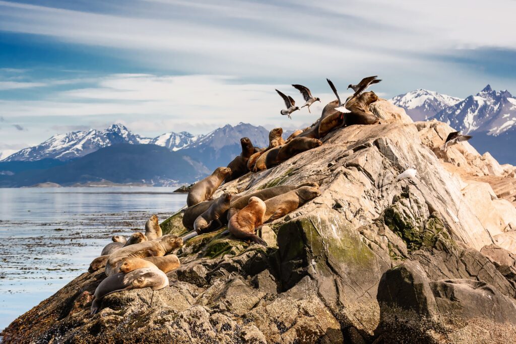 Søløver hviler på klippe i Beagle-kanalen nær Ushuaia med sneklædte bjerge i baggrunden